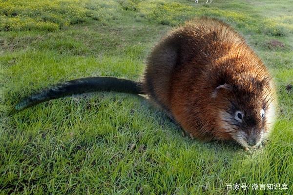 野生青根貂胆小怕鬼,很容易受惊,见人便「嘎嘎嘎」地咬牙,脑壳也因