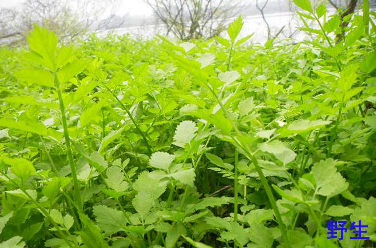 水芹菜农家现采新鲜绿色有机时令菜蔬菜正宗纯 野生现摘野菜