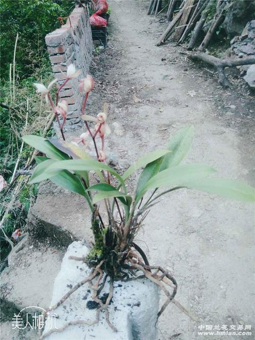 兔耳兰植物室内四季好养活小型花卉易活多花