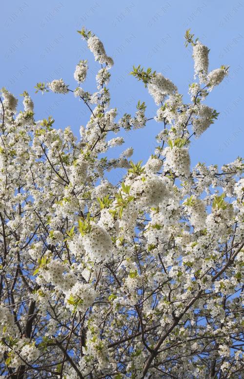原创白樱桃花版权可商用