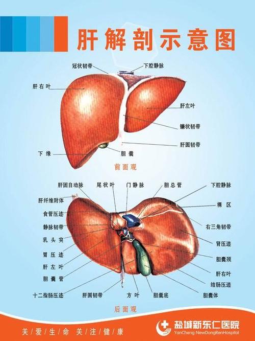 肝解剖示意图;;; 人体穴位图|人体解剖图; 人体腹部解剖示意图