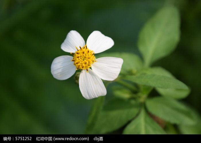 一朵盛开的小白花