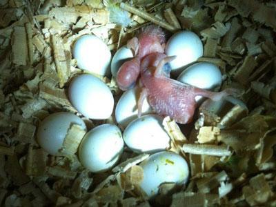 如何人工孵化小鸟蛋