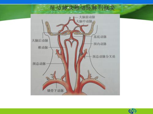 锁骨下动脉盗血