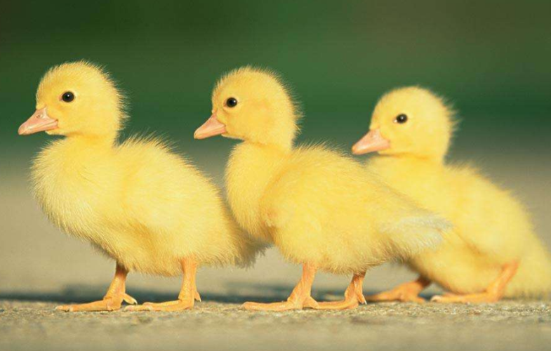 小鸭子吃什么?小鸭子喂养须知