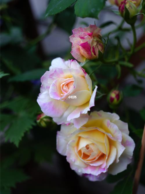 莫奈 月季_月季_露台_家居家装_家居装饰