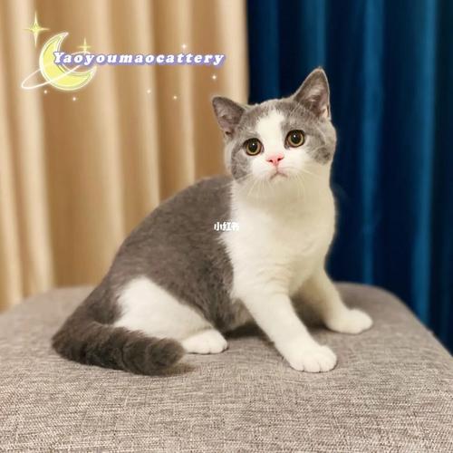 英短蓝白弟弟饼饼(小润)_英短_猫咪_宠物_猫_晒猫