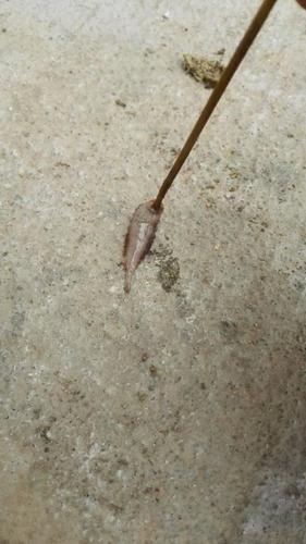 面鳃虫.长里,子鱼在这什么是