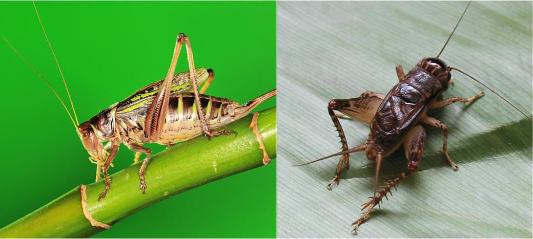 蝈蝈(左)和蟋蟀