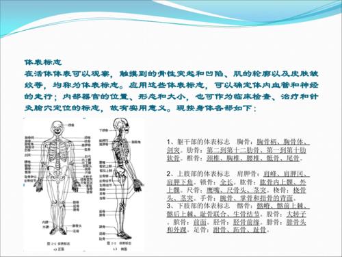 体表骨性标志.pptx