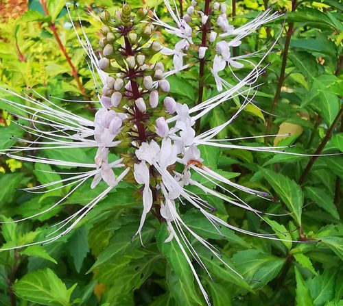 肾茶,又称猫须草,苞须花,属唇形科多年生草本植物.