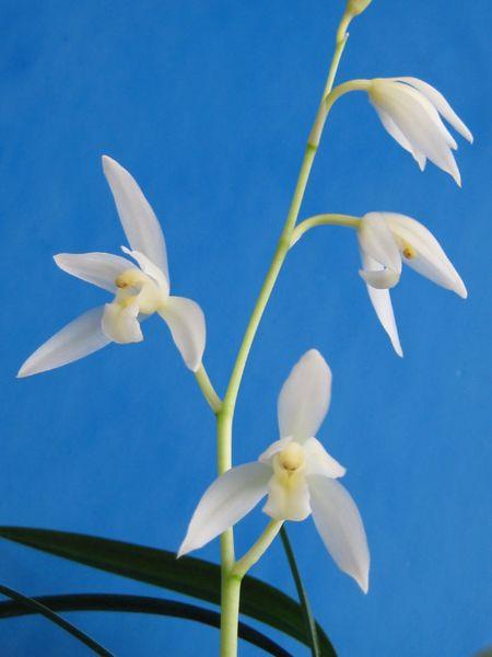 建兰"漓江雪"(代友上拍)