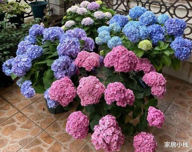 养绣球,入坑必备"无尽夏"?养绣球的人为什么都这么说?