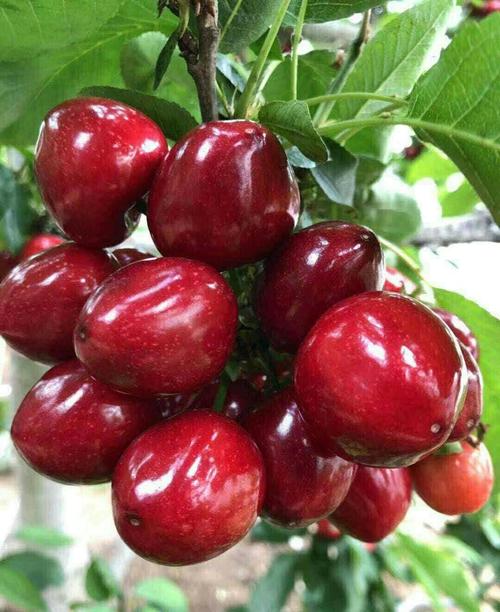 8公分俄罗斯八号大樱桃树苗管理技术廊坊