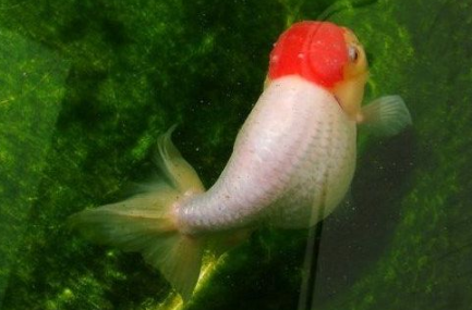 鹅头红金鱼图片及简介