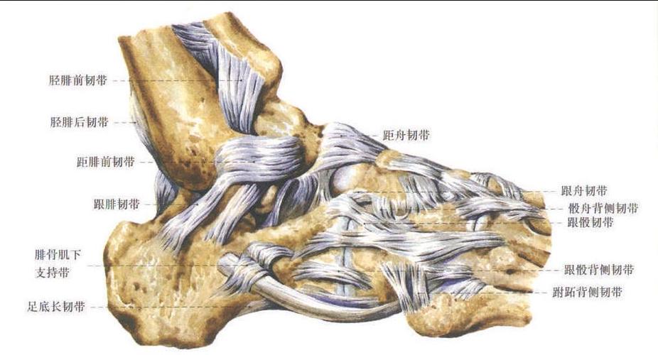 距小腿关节和足关节 (外侧面观)