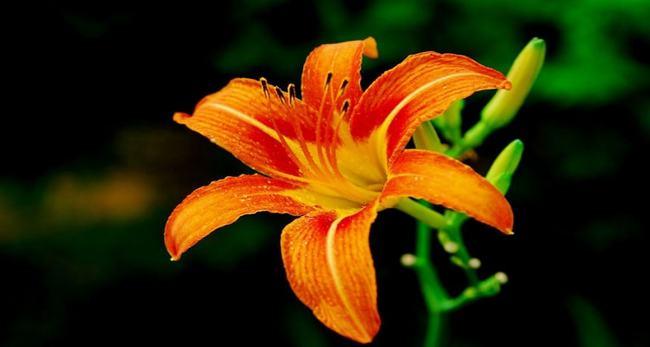 萱草的寓意和象征|花语|花镜|忘忧草|花朵_网易订阅