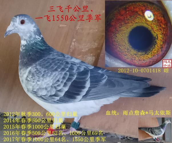 鸽特征                  编 号: 543256                鸽 名: 麒麟