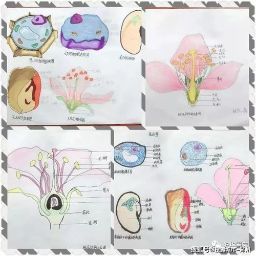 生物——植物结构图
