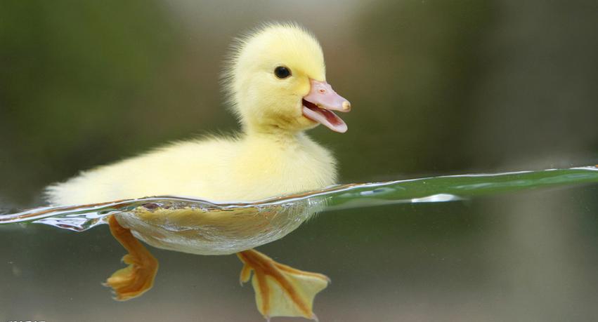 小鸭子会不会游泳啊?