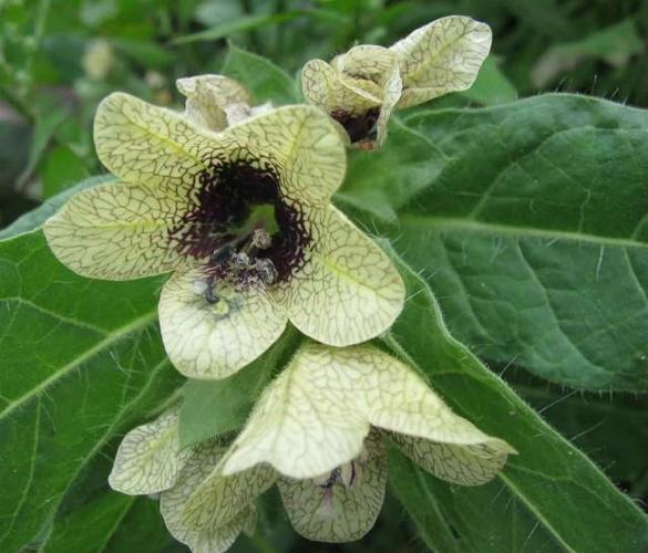 英文名:semen hyoscyami【异名】茛菪子,横唐(《本经》),牙痛子