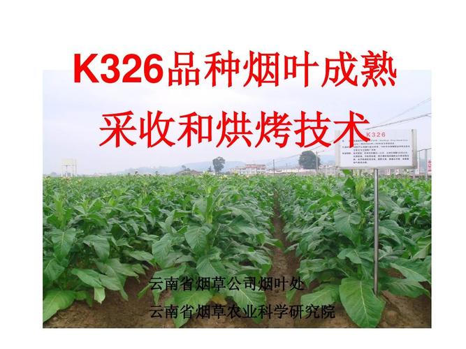 第5将:k326品种烟叶成熟采收和烘烤技术