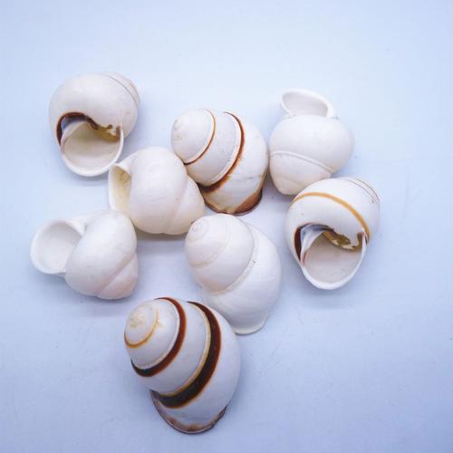 寄居蟹壳 小海螺标本螺 蜗牛螺礼物礼品生产 小白螺批发