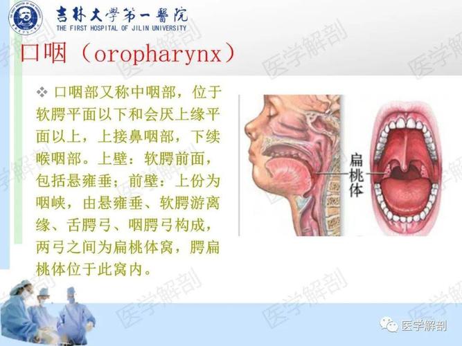 【高清收藏】咽部解剖