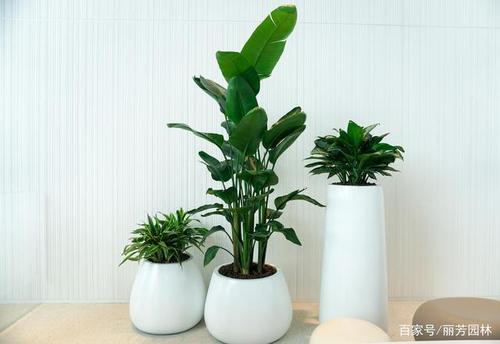 丽芳园林花卉绿植租摆,室内绿化的专家