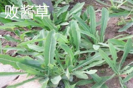 菥蓂和败酱草的区别