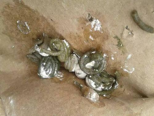 一,在种鸽管理当中,尽管配对前已作驱球虫管理处理,但有可能出现以下