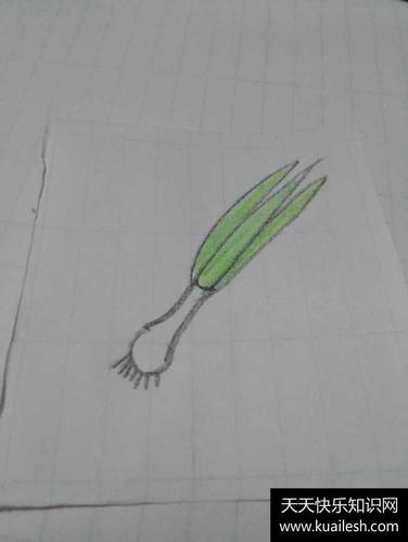 儿童简笔画蒜苗的画法