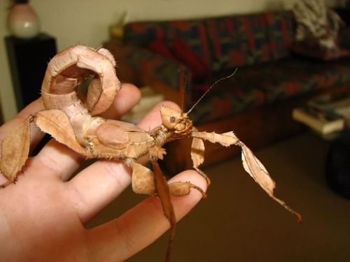 ht 幽灵竹节虫 extatosoma tiaratum | 虫卵 幼虫