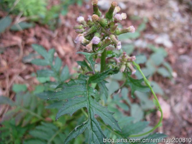田间杂草败酱叶菊芹