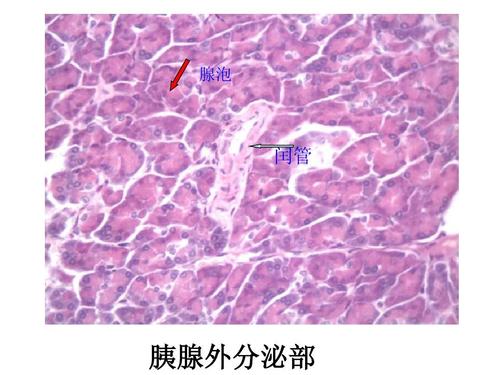 100个切片,注明理由, 腺泡 闰管 胰腺外分泌部