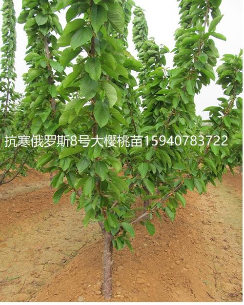 辽宁3公分粗大樱桃树俄罗斯八号耐寒果树品种