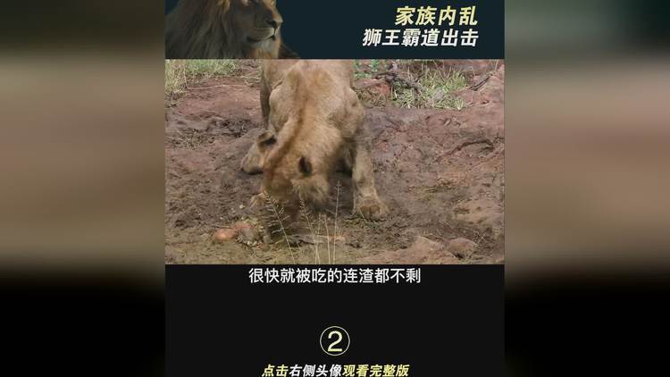家族内乱狮王霸道出击狮子超级狮群纪录片
