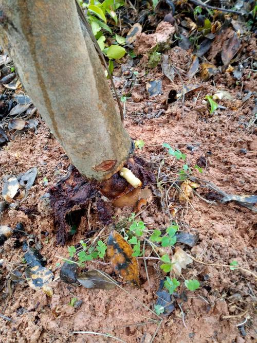 治理根茎害虫蝙蝠蛾幼虫