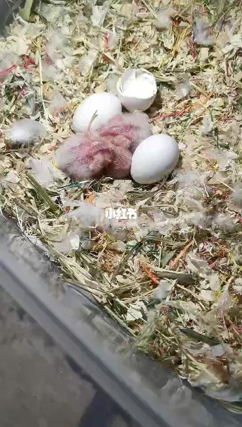 出壳啦_牡丹鹦鹉自由行热门攻略_牡丹_宠物_宠物其他