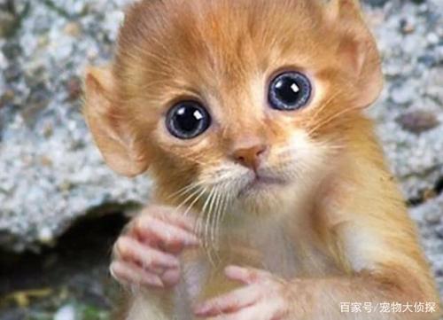 外国猫与猴杂交出"猫猴"?跨物种杂交真成功了?请勿传谣
