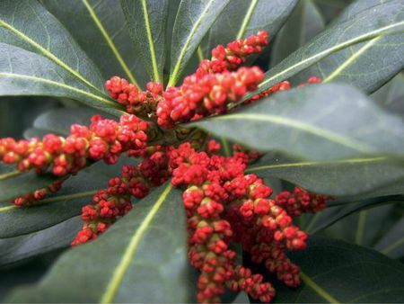 杨梅树什么时候开花的,开什么颜色的花