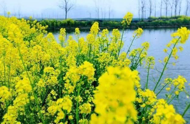 无锡竟然有一大片油菜花迷宫?