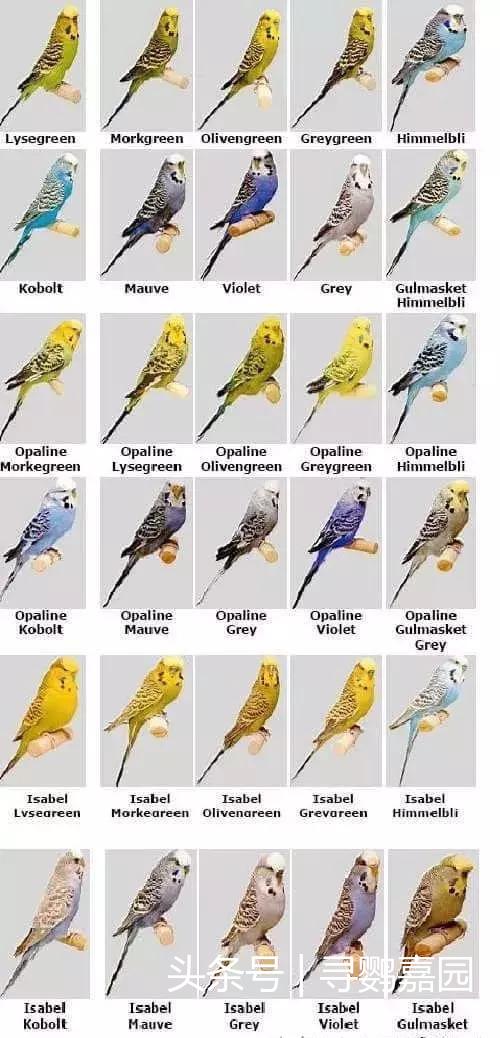 最常见的鸟类也有不普通的故事虎皮鹦鹉