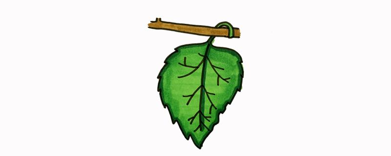 桑叶怎么画只有桑叶