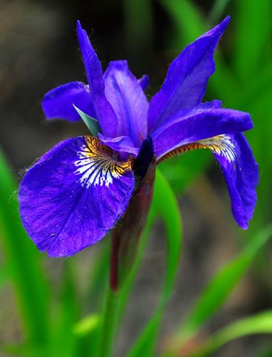 原创音画莺尾花
