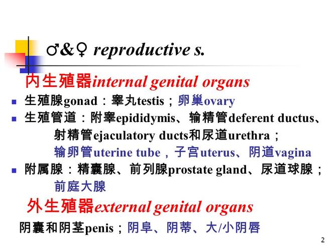 内生殖器 internal genital organs 生殖腺 gonad :睾丸 testis