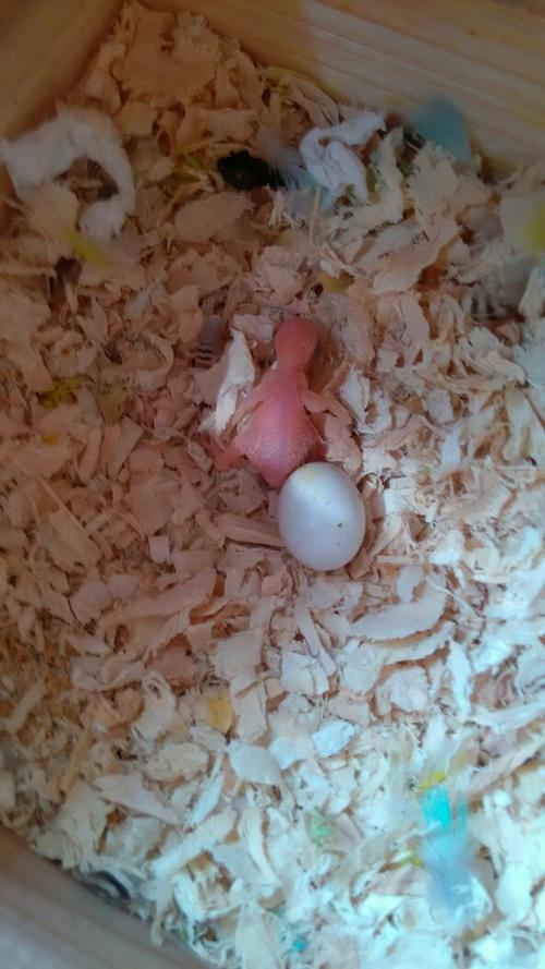 虎皮鹦鹉把蛋孵出来了,我知道小鸟不能多看,我也知道现在不用担心食物