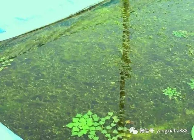 养虾先养草,小龙虾池塘水草种植有什么要求?在这里一目了然!