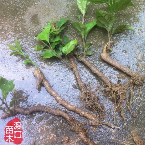 豆腐柴苗腐婢绿豆腐叶观音柴清热解暑 容易种植盆栽也