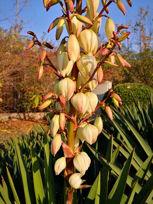 凤尾兰,一种很古老很古老很古老的神奇植物.有着一个美丽的传说.